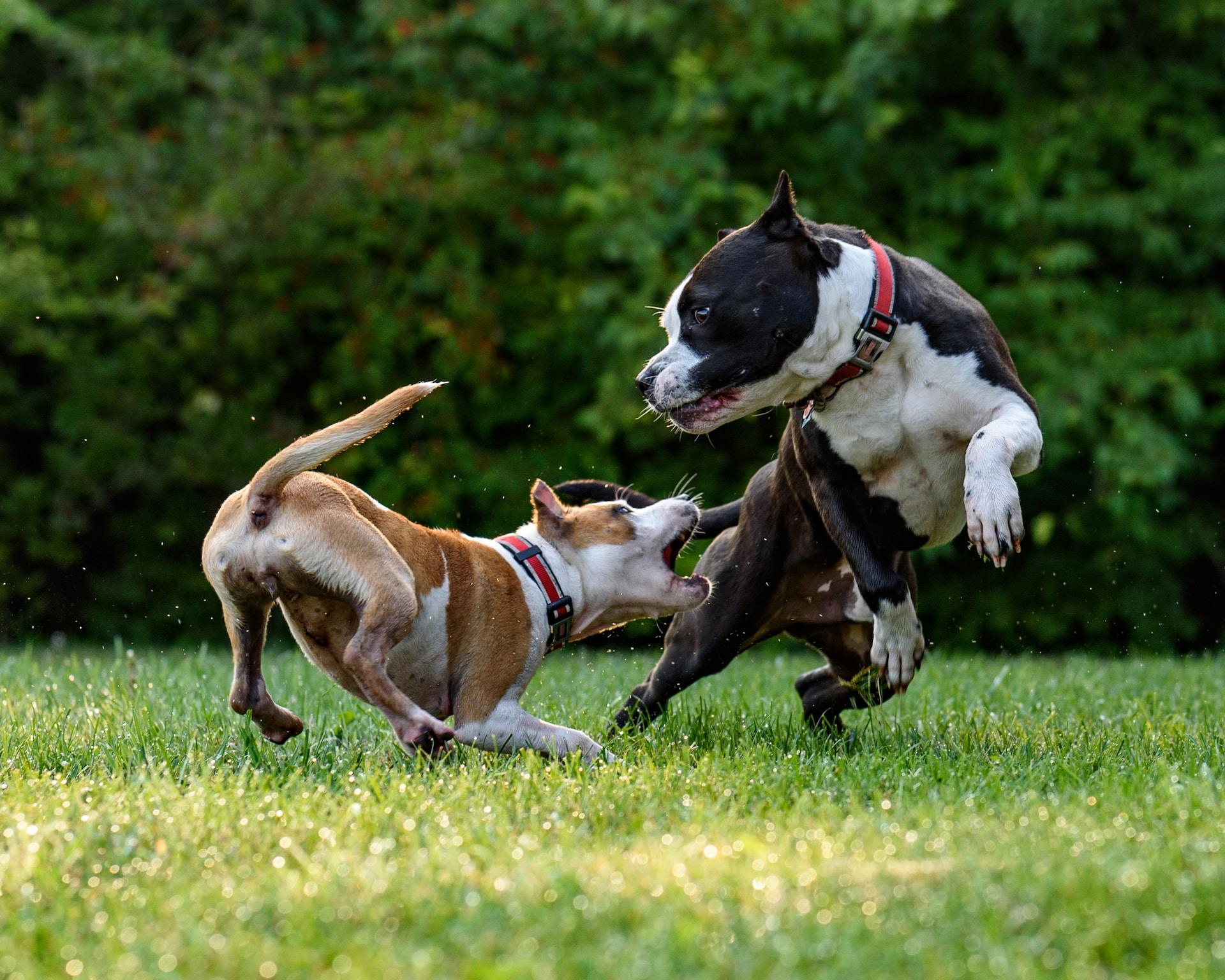 The Surprisingly Compatible Combination: How Small Dogs Can Get Along with Pitbulls